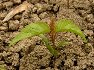 Семена клена хорошо приживаются в почве, многие из них прорастают
